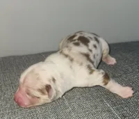 Red Merle girls are here!!, a female Toy Australian Shepherd for sale in Russellville, KY – Photo 2 of 4