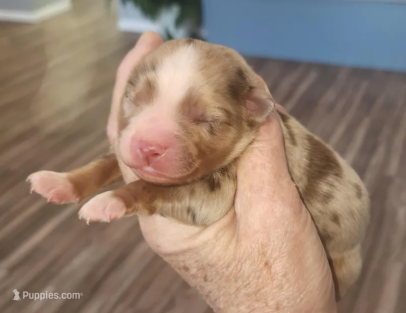 Red Merle girls are here!!