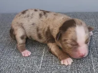Red Merle girls are here!!, a female Toy Australian Shepherd for sale in Russellville, KY – Photo 3 of 4