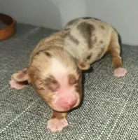 Red Merle girls are here!!, a female Toy Australian Shepherd for sale in Russellville, KY – Photo 4 of 4