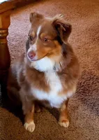 Sage Blu eyes, a female Toy Australian Shepherd for sale in Russellville, KY – Photo 6 of 7