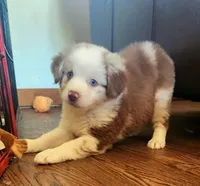 Sage Blu eyes, a female Toy Australian Shepherd for sale in Russellville, KY – Photo 1 of 7
