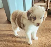 Sage Blu eyes, a female Toy Australian Shepherd for sale in Russellville, KY – Photo 2 of 7