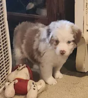 Sage Blu eyes, a female Toy Australian Shepherd for sale in Russellville, KY – Photo 5 of 7