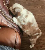 Sage Blu eyes, a female Toy Australian Shepherd for sale in Russellville, KY – Photo 3 of 7