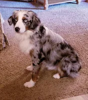 Sage Blu eyes, a female Toy Australian Shepherd for sale in Russellville, KY – Photo 7 of 7