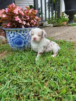 Riley RMF pending, a female Toy Australian Shepherd for sale in Russellville, KY – Photo 6 of 6