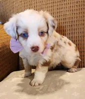 Riley RMF pending, a female Toy Australian Shepherd for sale in Russellville, KY – Photo 1 of 6