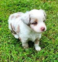 Riley RMF pending, a female Toy Australian Shepherd for sale in Russellville, KY – Photo 3 of 6