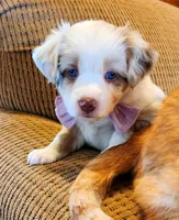 Riley RMF pending, a female Toy Australian Shepherd for sale in Russellville, KY – Photo 2 of 6