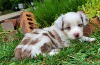 Riley RMF pending, a female Toy Australian Shepherd for sale in Russellville, KY – Photo 4 of 6