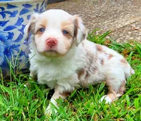 Riley RMF pending, a female Toy Australian Shepherd for sale in Russellville, KY – Photo 5 of 6