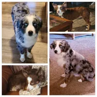 Candy RMF, a female Toy Australian Shepherd for sale in Russellville, KY – Photo 8 of 8
