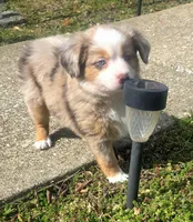 Candy RMF, a female Toy Australian Shepherd for sale in Russellville, KY – Photo 2 of 8