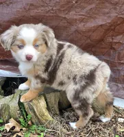 Candy RMF, a female Toy Australian Shepherd for sale in Russellville, KY – Photo 1 of 8