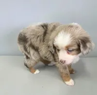 Candy RMF, a female Toy Australian Shepherd for sale in Russellville, KY – Photo 6 of 8