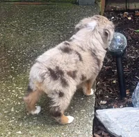 Candy RMF, a female Toy Australian Shepherd for sale in Russellville, KY – Photo 3 of 8