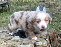 Candy RMF, a female Toy Australian Shepherd for sale in Russellville, KY – Photo 4 of 8