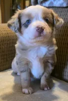 Candy RMF, a female Toy Australian Shepherd for sale in Russellville, KY – Photo 5 of 8