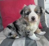 Lucky BMM , a male Toy Australian Shepherd for sale in Russellville, KY – Photo 5 of 8
