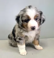 Lucky BMM , a male Toy Australian Shepherd for sale in Russellville, KY – Photo 2 of 8