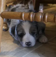 Lucky BMM , a male Toy Australian Shepherd for sale in Russellville, KY – Photo 8 of 8