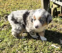 Lucky BMM , a male Toy Australian Shepherd for sale in Russellville, KY – Photo 1 of 8
