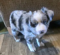 Lucky BMM , a male Toy Australian Shepherd for sale in Russellville, KY – Photo 7 of 8