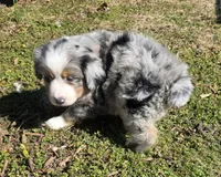 Lucky BMM , a male Toy Australian Shepherd for sale in Russellville, KY – Photo 3 of 8