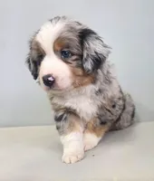 Lucky BMM , a male Toy Australian Shepherd for sale in Russellville, KY – Photo 4 of 8