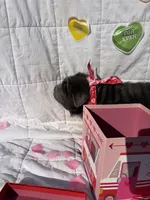 Hank , a male Chinese Shar-Pei and Chow Chow for sale in Philadelphia, PA – Photo 7 of 7