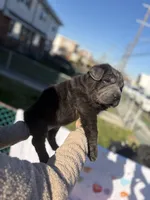 Hank , a male Chinese Shar-Pei and Chow Chow for sale in Philadelphia, PA – Photo 4 of 7