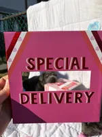 Hank , a male Chinese Shar-Pei and Chow Chow for sale in Philadelphia, PA – Photo 5 of 7