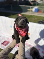 Hank , a male Chinese Shar-Pei and Chow Chow for sale in Philadelphia, PA – Photo 2 of 7