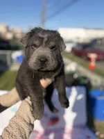 Hank , a male Chinese Shar-Pei and Chow Chow for sale in Philadelphia, PA – Photo 3 of 7