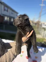 Hank , a male Chinese Shar-Pei and Chow Chow for sale in Philadelphia, PA – Photo 6 of 7