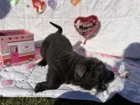 Hank , a male Chinese Shar-Pei and Chow Chow for sale in Philadelphia, PA – Photo 1 of 7