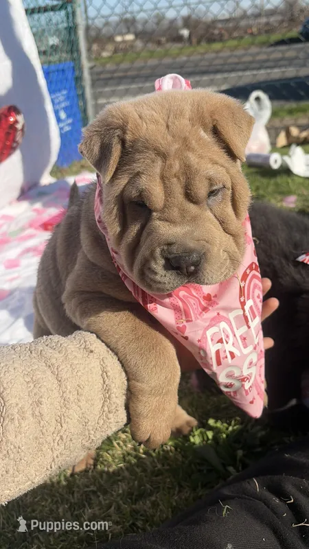 Daisy  – Chinese Shar-Pei, Chow Chow puppy for sale in Philadelphia, PA