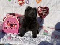 Shy, a male Chinese Shar-Pei and Chow Chow for sale in Philadelphia, PA – Photo 3 of 4