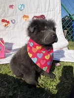 Shy, a male Chinese Shar-Pei and Chow Chow for sale in Philadelphia, PA – Photo 4 of 4