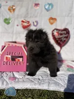 Shy, a male Chinese Shar-Pei and Chow Chow for sale in Philadelphia, PA – Photo 2 of 4