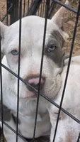 Pretty Eyes, a male American Bully for sale in Calhoun Falls, SC – 2 of 4