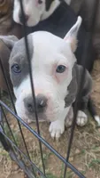 Baby, a female American Bully for sale in Calhoun Falls, SC – 2 of 4