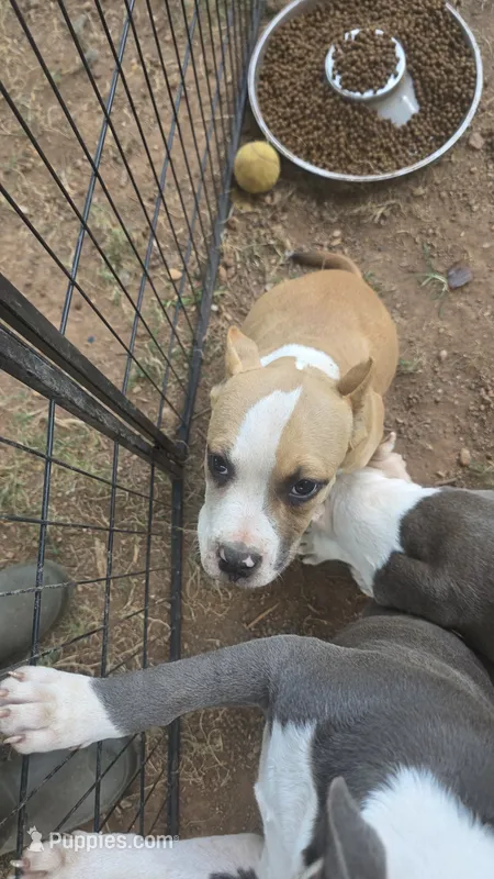 Mask – American Bully puppy for sale in Calhoun Falls, SC