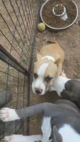 Mask, a male American Bully for sale in Calhoun Falls, SC – 2 of 3