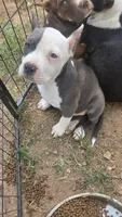 Baby, a female American Bully for sale in Calhoun Falls, SC – 4 of 4