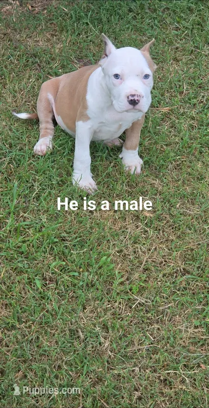 Mann – American Bully puppy for sale in Calhoun Falls, SC