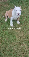 Mann, a male American Bully for sale in Calhoun Falls, SC – 1 of 3