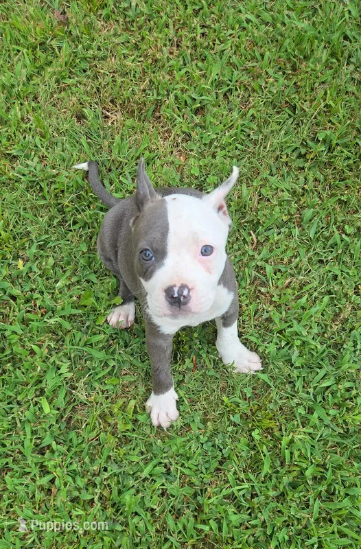 Baby – American Bully puppy for sale in Calhoun Falls, SC