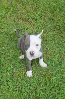 Baby, a female American Bully for sale in Calhoun Falls, SC – 1 of 4
